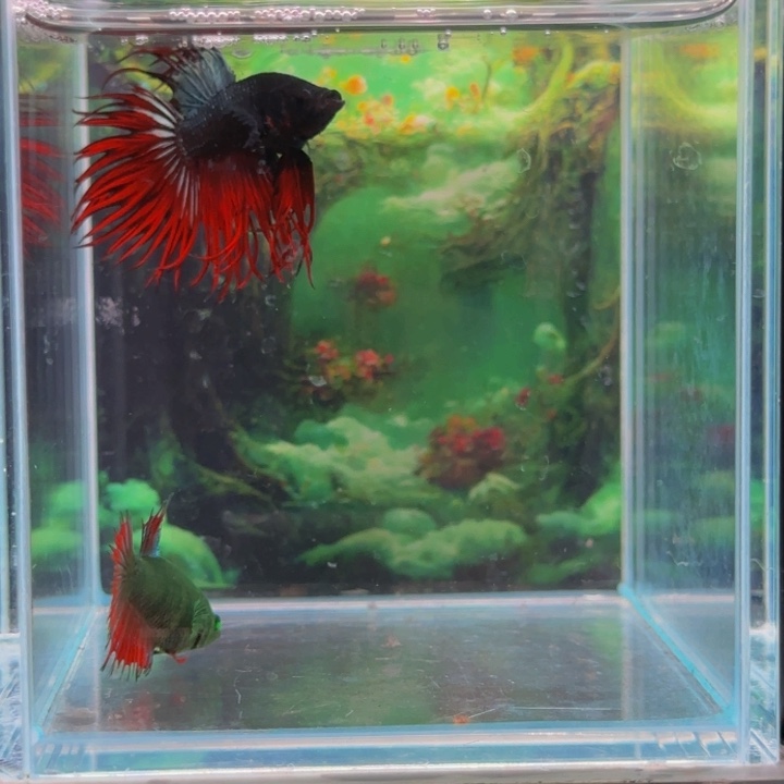 斗鱼所有朋友也有一个