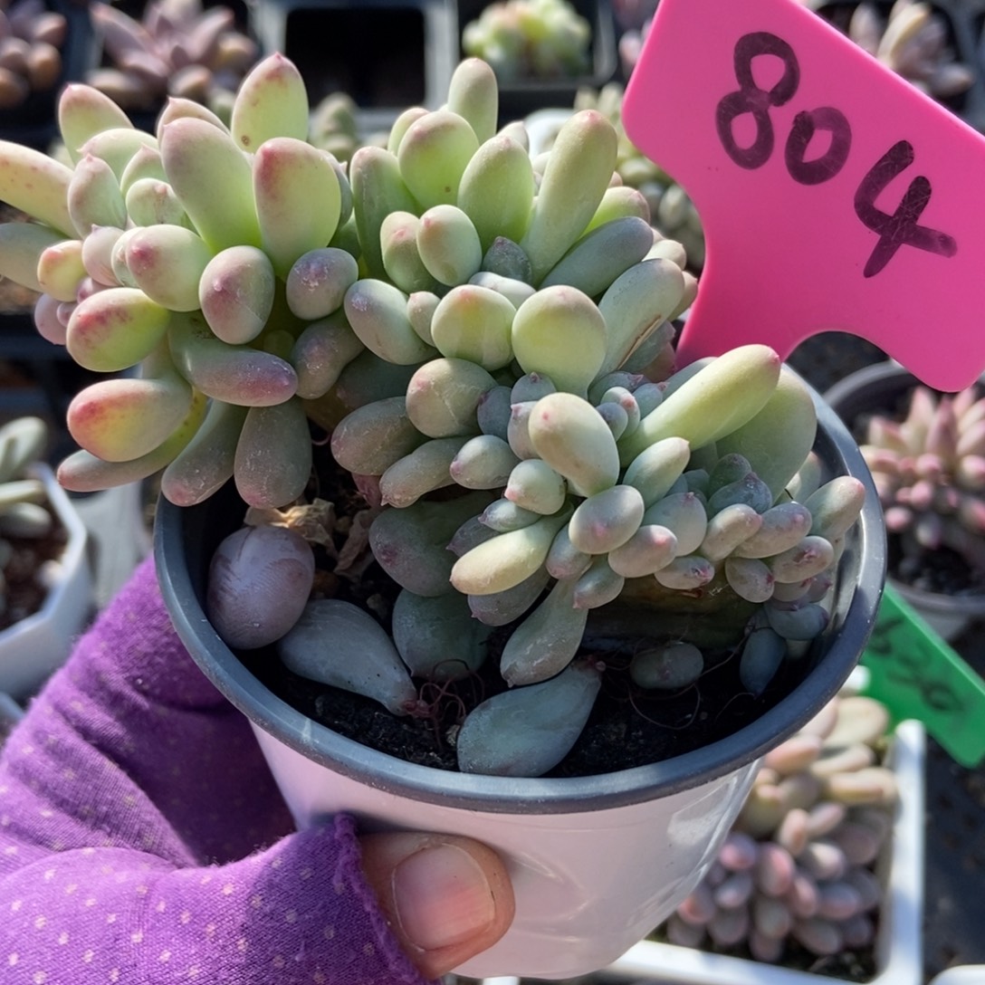 804三日月奶酪缀多肉