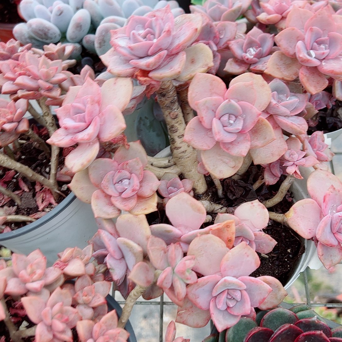 彩虹糖多头群生老桩