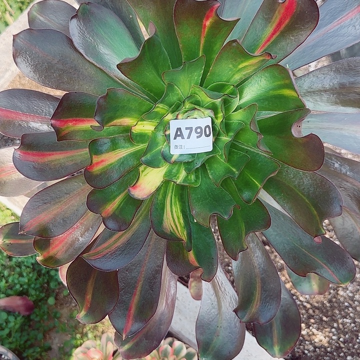 790，无毒中班大单头