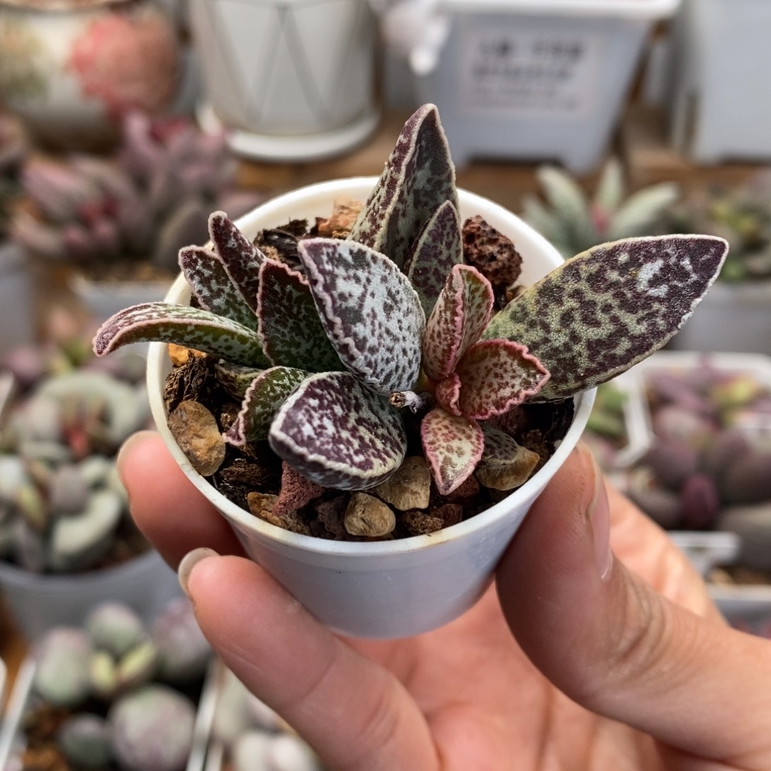 *****白孔雀水泡多肉植物