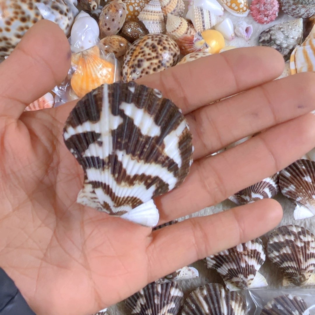大理石磁石嗨***！天然贝壳海螺批发零售