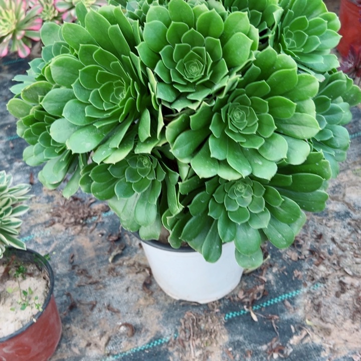 221绿羊绒多肉植物