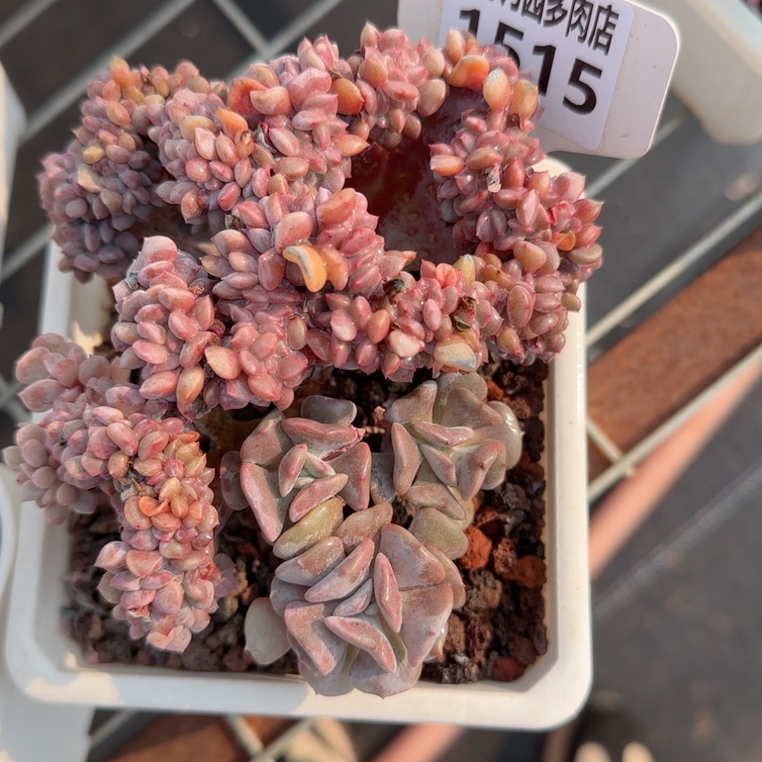 多肉植物1515…………