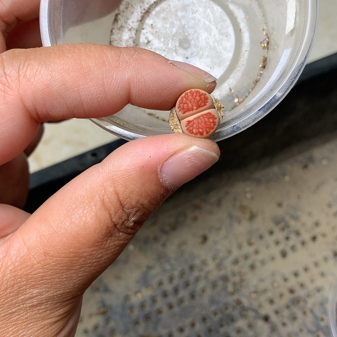 T605多肉植物保护研究所