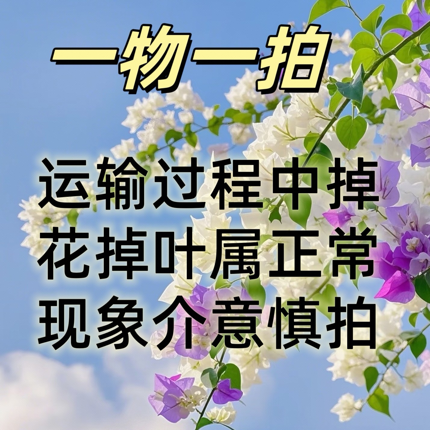 三角梅盆栽四季开花耐寒耐旱好养活适合阳台庭院种植