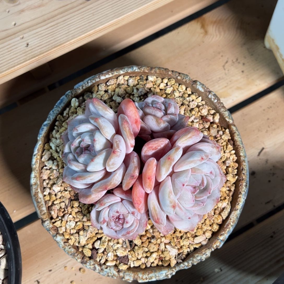 炸福利哈哈哈哈哈哈哈哈哈