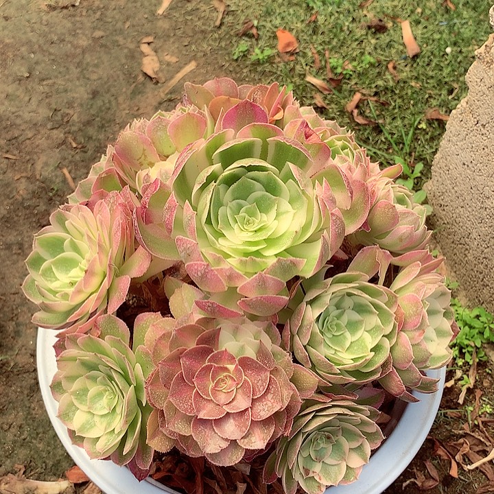 海王捧花，多肉植物