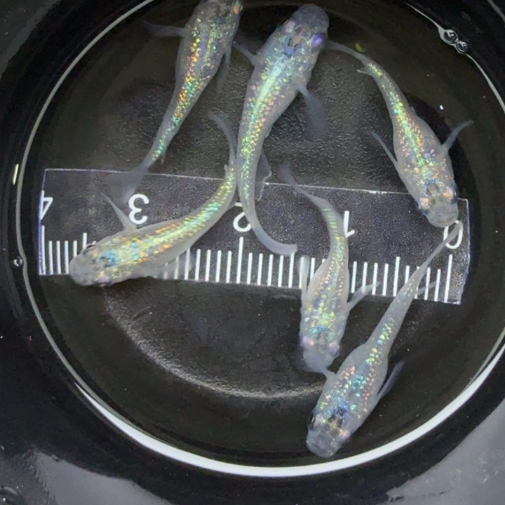 青鳉鱼短体蓝宝石19号