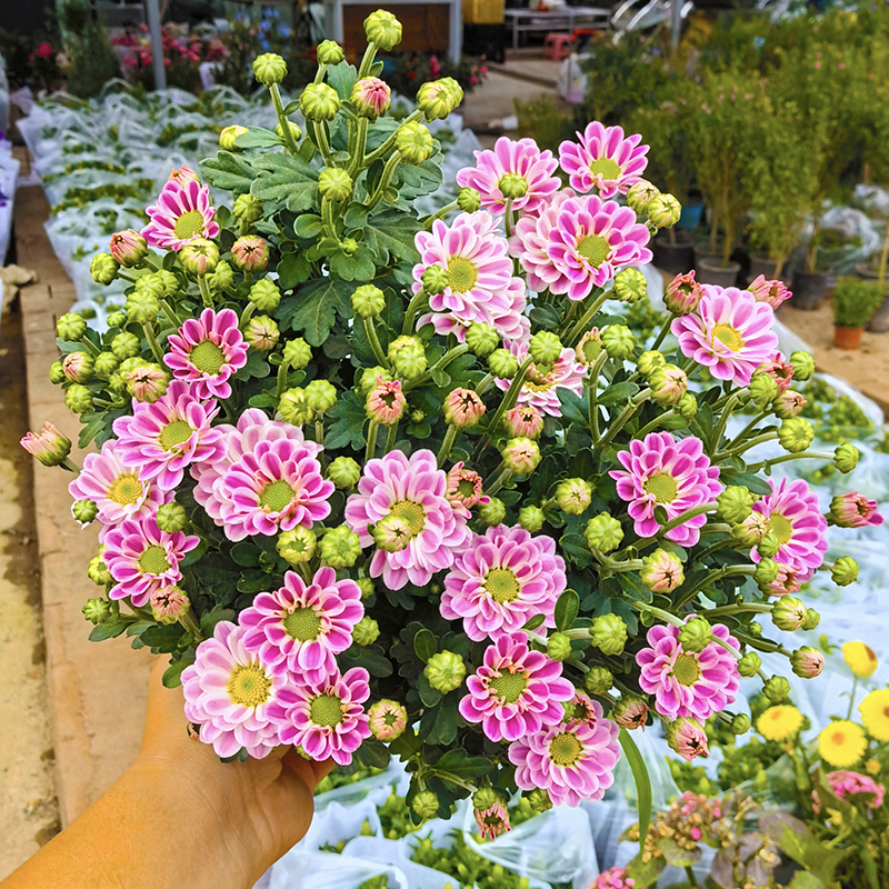 鲁一尼雅典娜小雏菊(网红小菊 颜值很高)庭院阳台开花植物