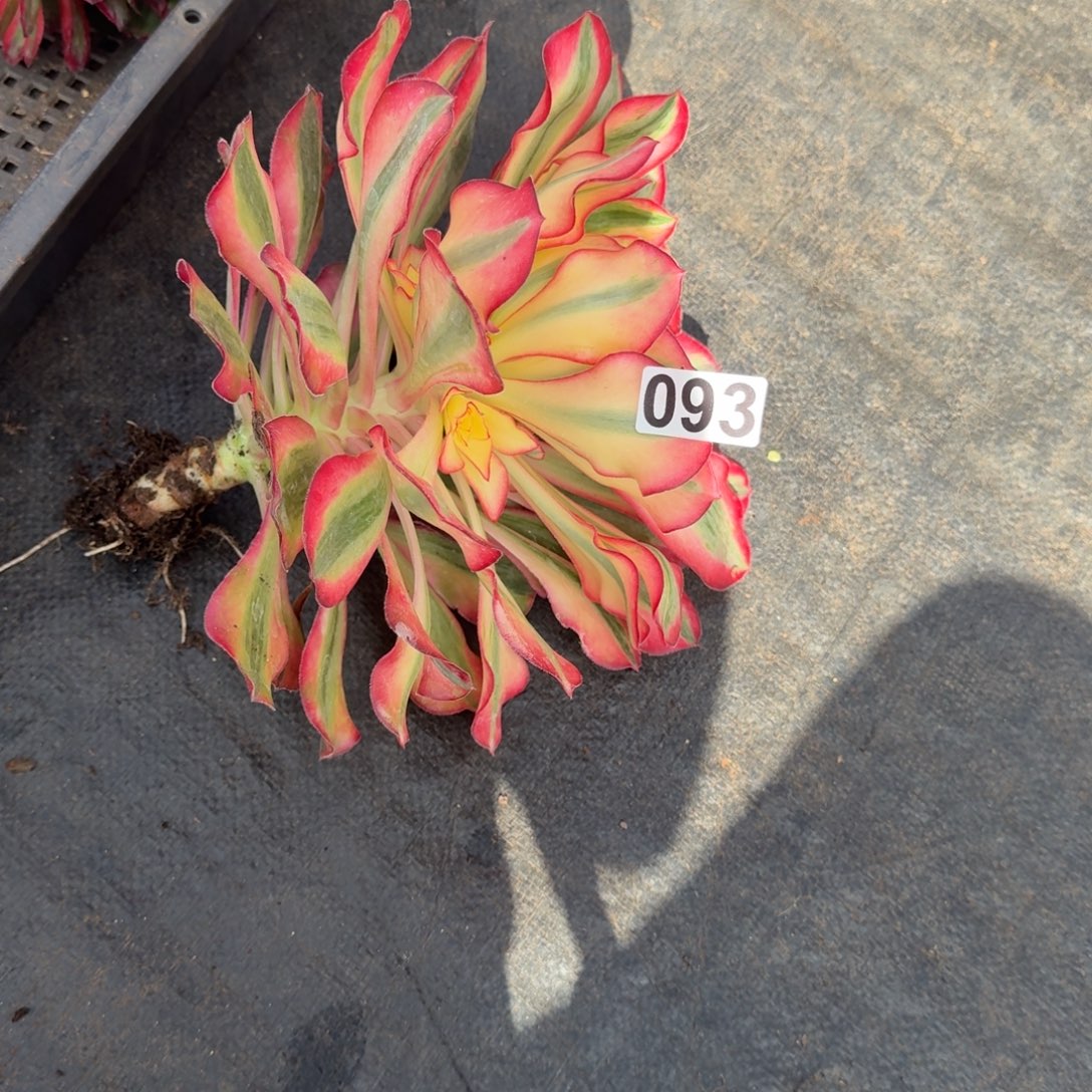 小***瓶093多肉植物爱丽丝