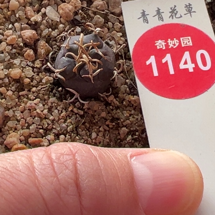 实生海鸥刺离城丸娇丽一棵仙人球