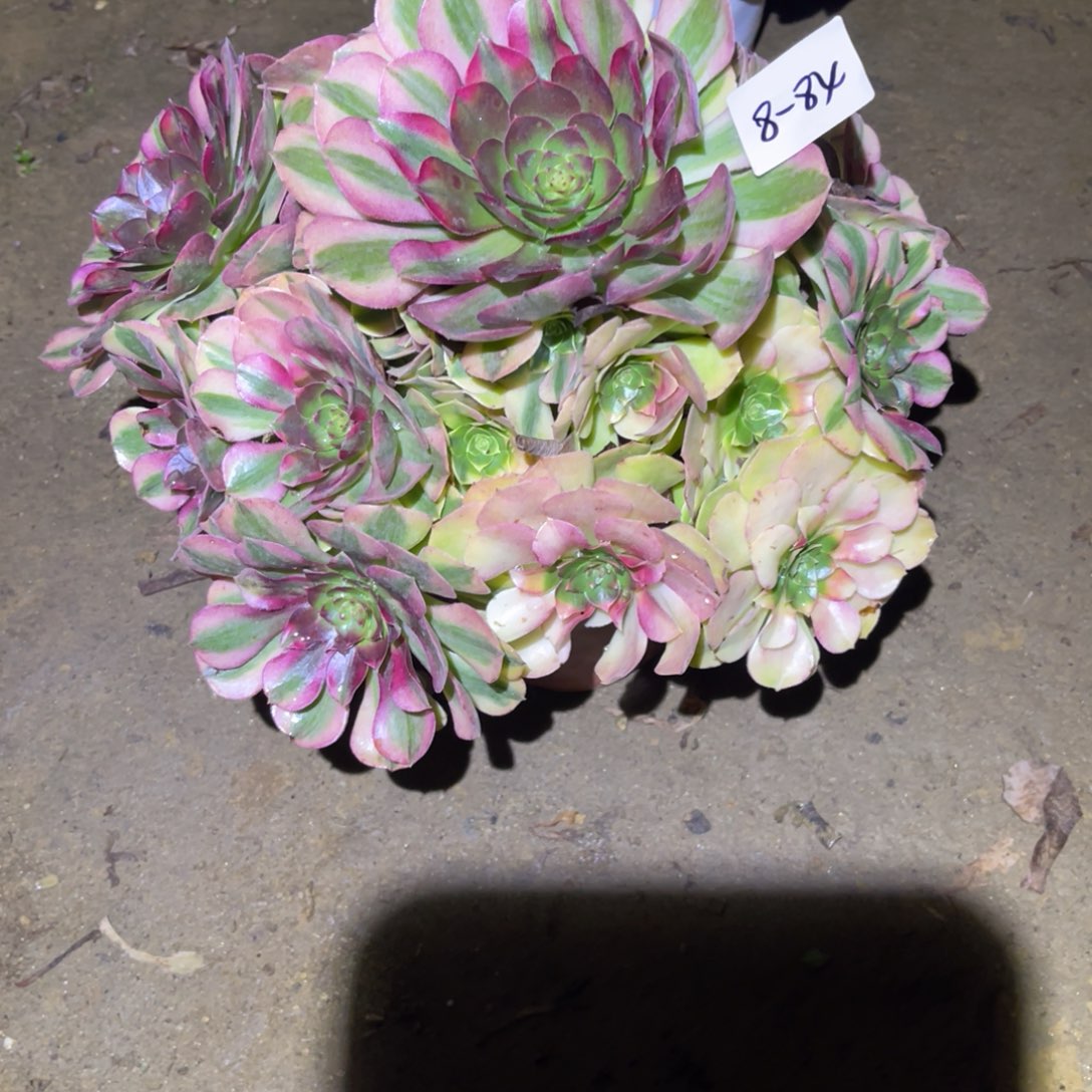 12-8-84雨荷法师锦