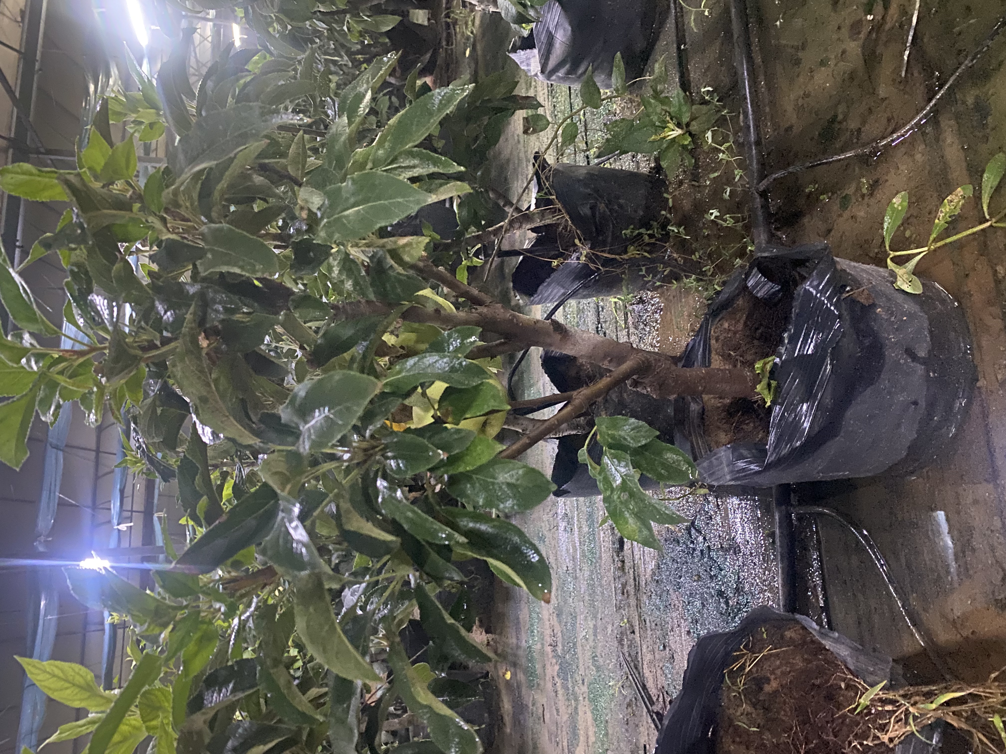 花园植物盆栽南北方种植（秋果未成熟绿色）