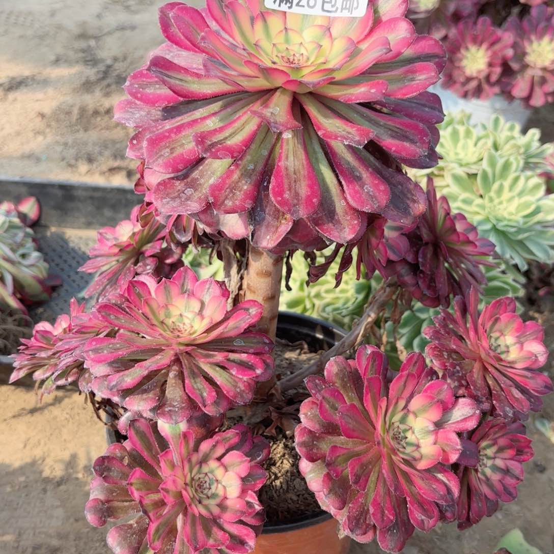   2745月婵多肉1111111