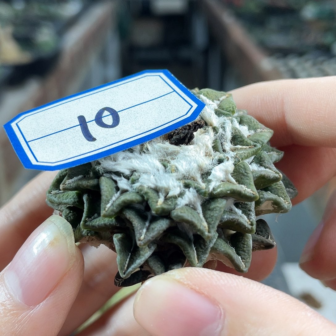 25日10号无根福利黑牡丹