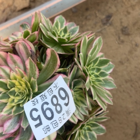 海王多肉法师6895