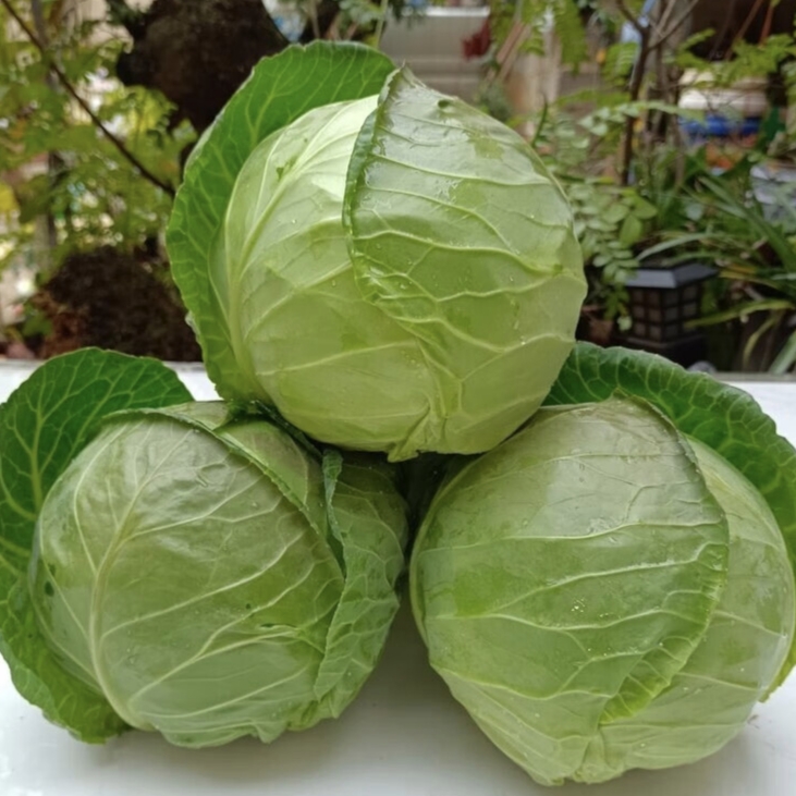 （龙陵县城内配送）铁头包菜甘蓝