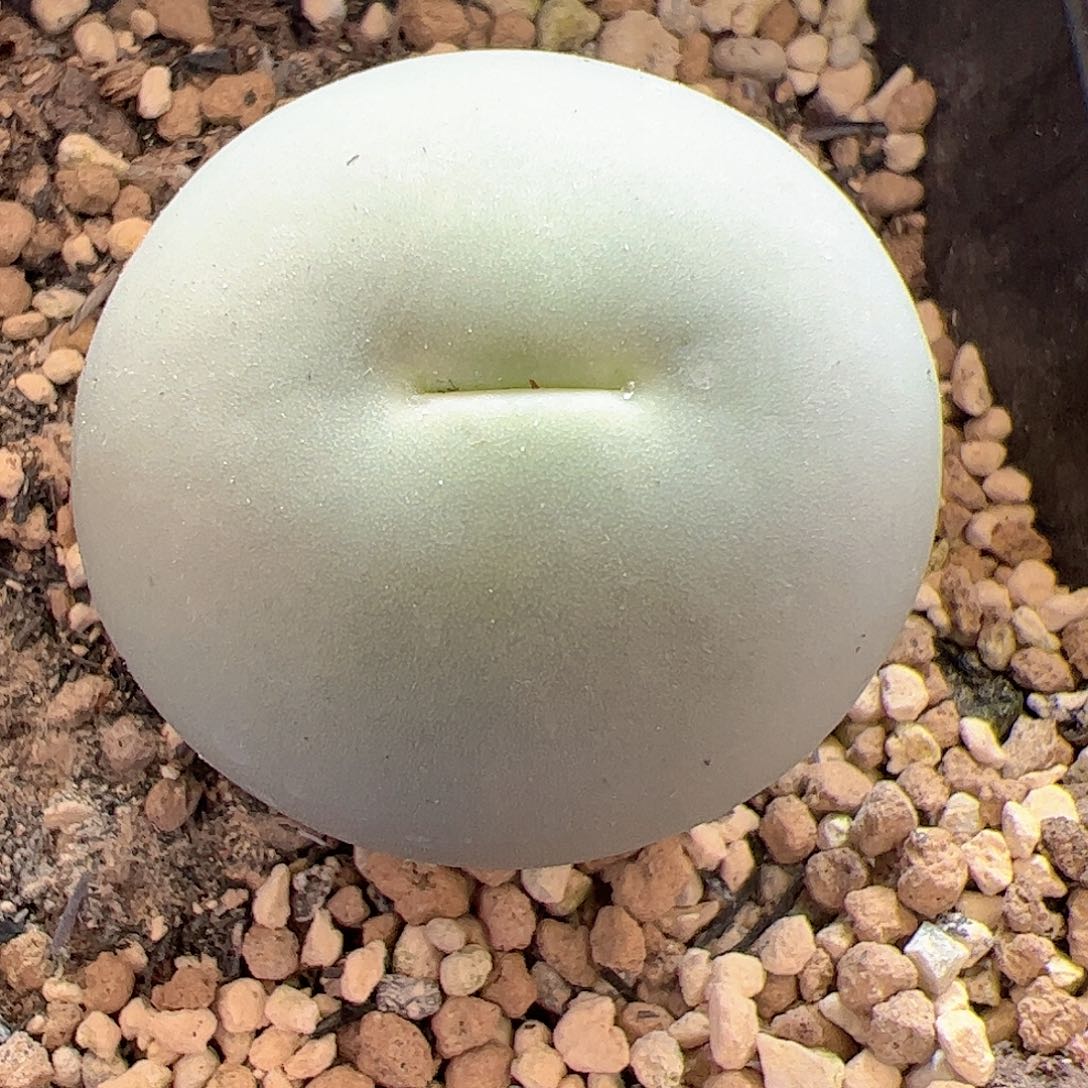 【闪购商品】244 鸽子蛋3cm