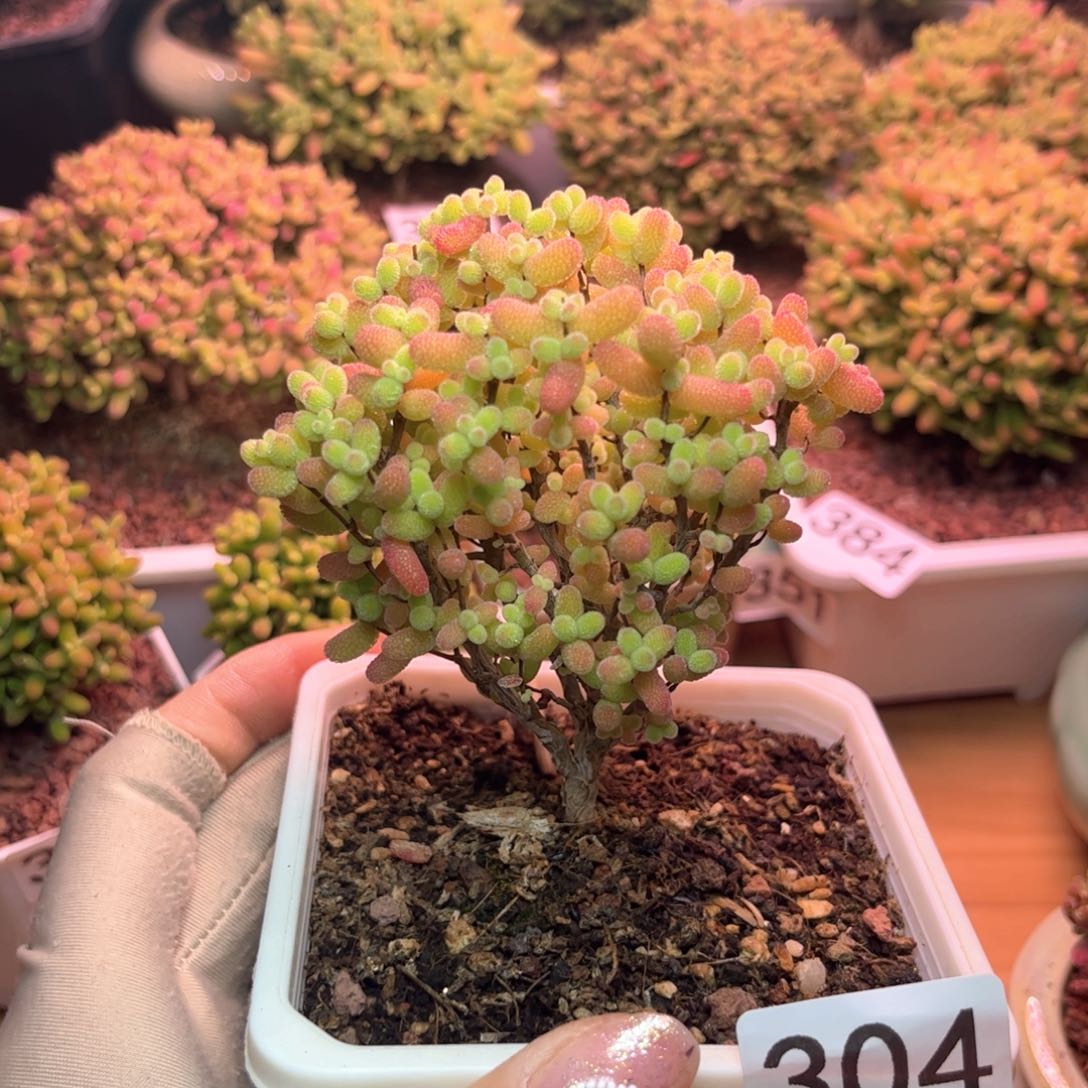 304金桔可爱多肉植物