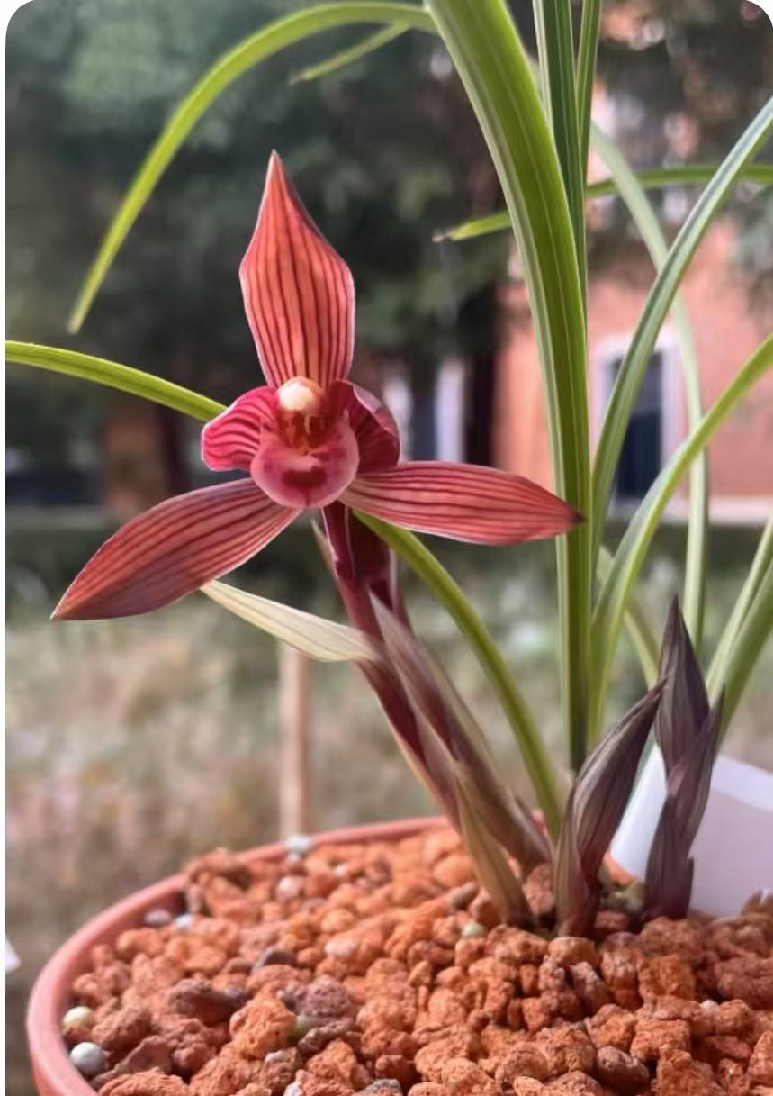 兰之道（兰）（草）一物一拍