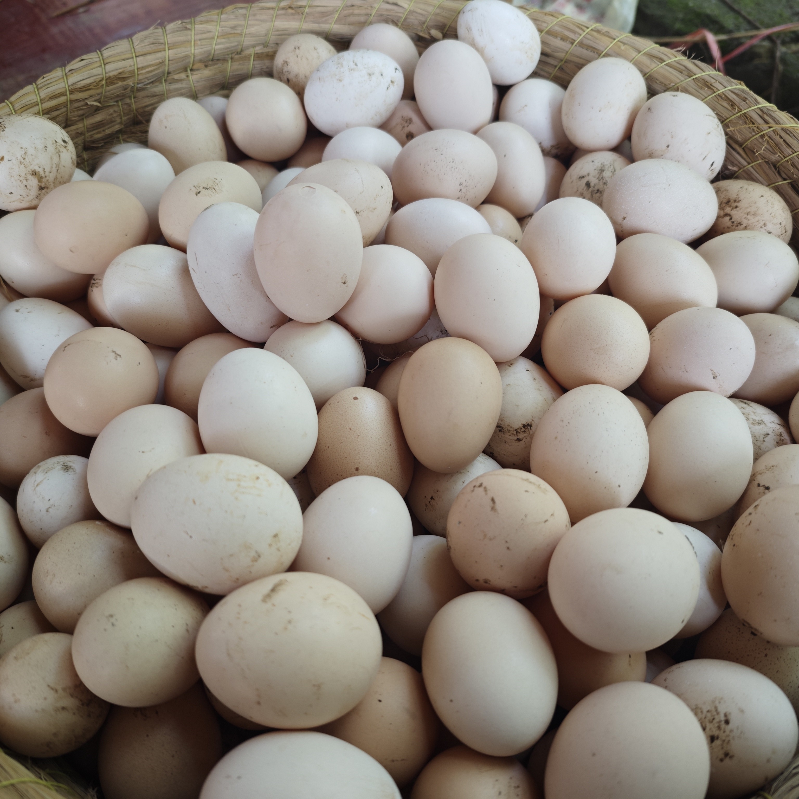 60枚农家土鸡蛋新鲜营养土鸡蛋-当天现捡现发