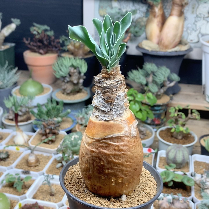 产地巨凤之卵带盆5.5cm