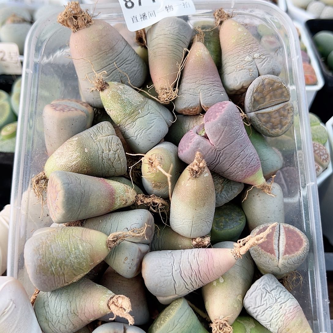 8713五年生石花大母本混合60个有瑕疵如图特价处理