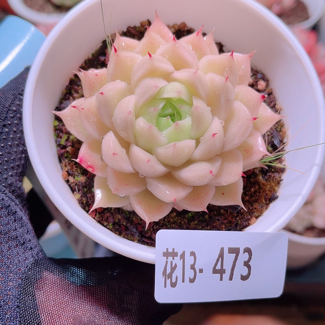 花利美13-473麦秆