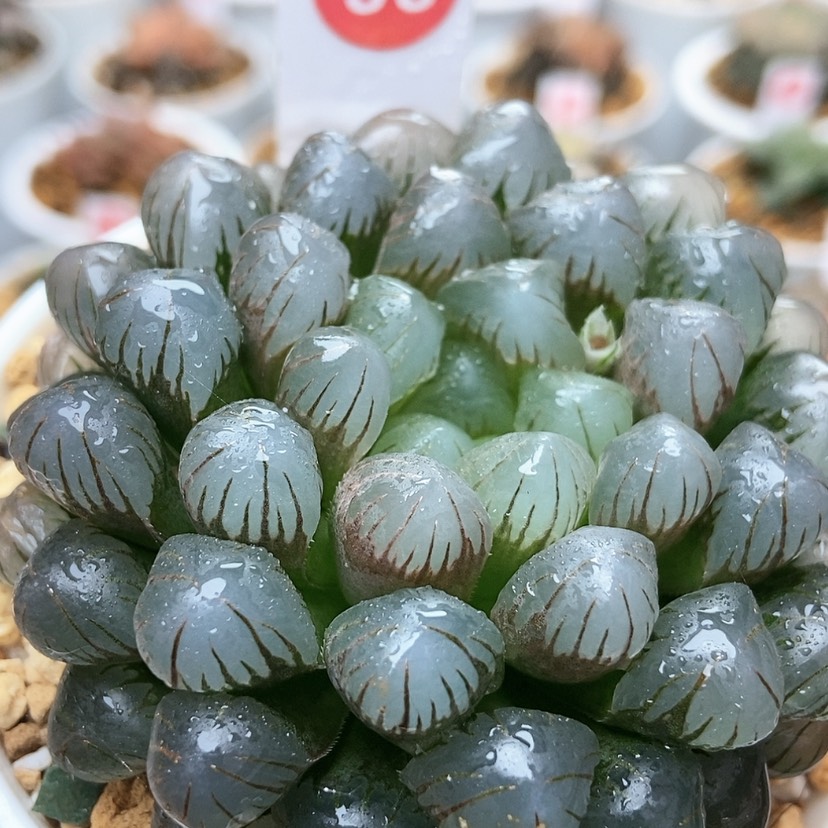 【闪购商品】冰灯53