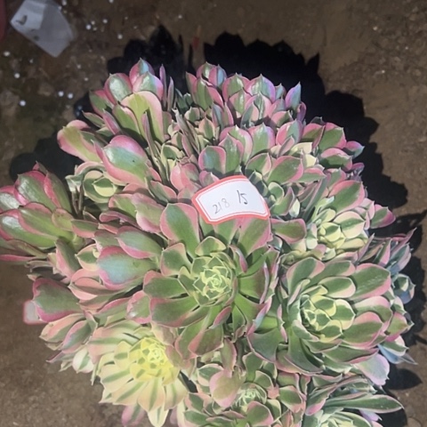 多肉植物雨花石218