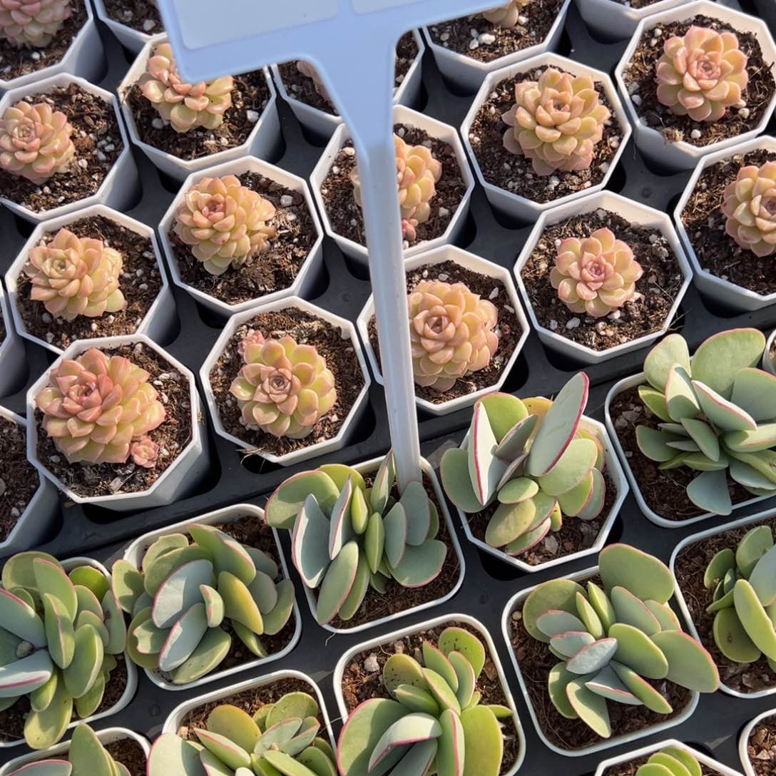 白眉三头群一颗量拍多肉满9.9元包邮