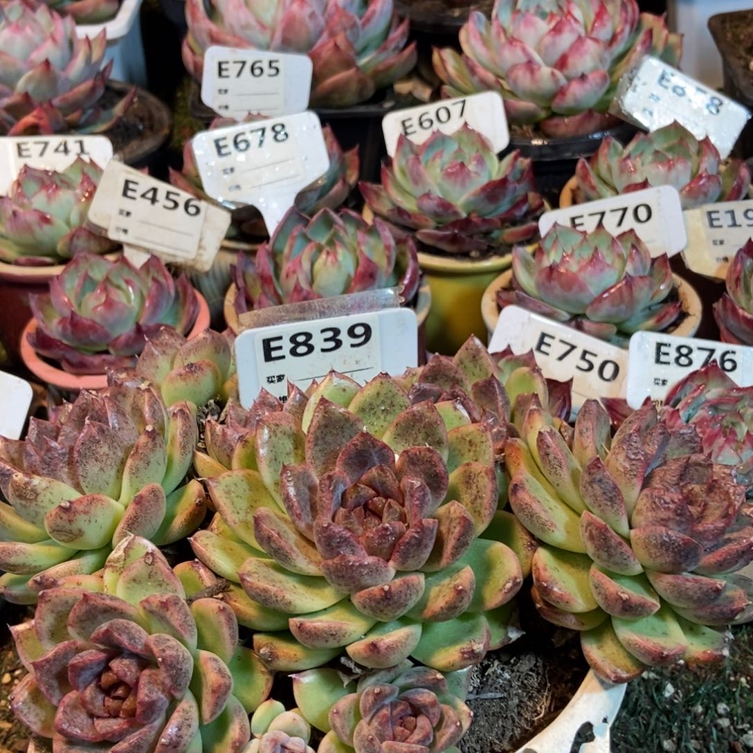 黑水晶多肉植物保护研究所