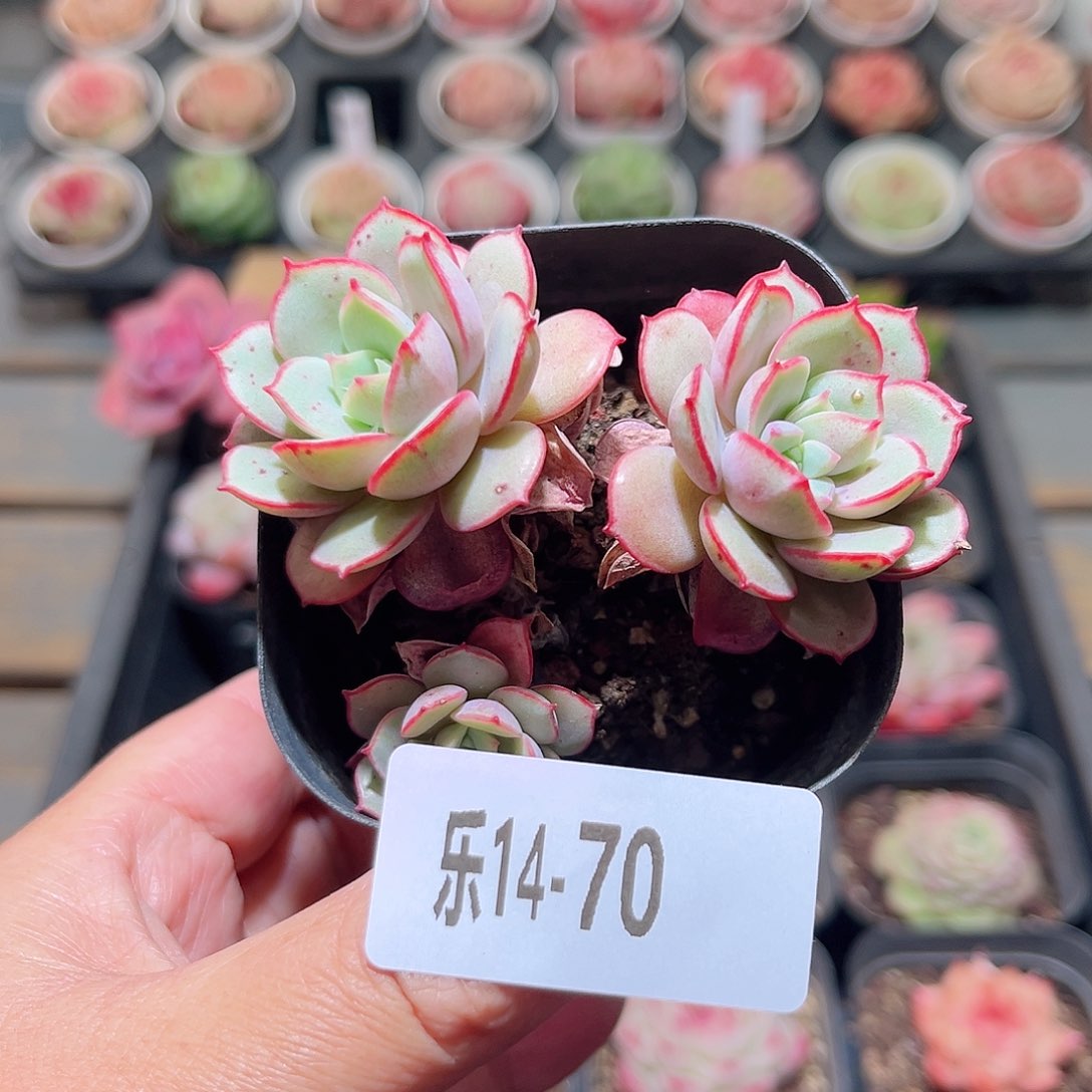 乐14-70 凌波仙子 