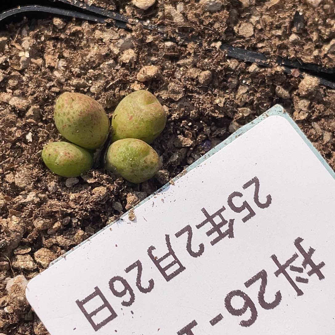 ?****妍26-104肉锥多肉植物