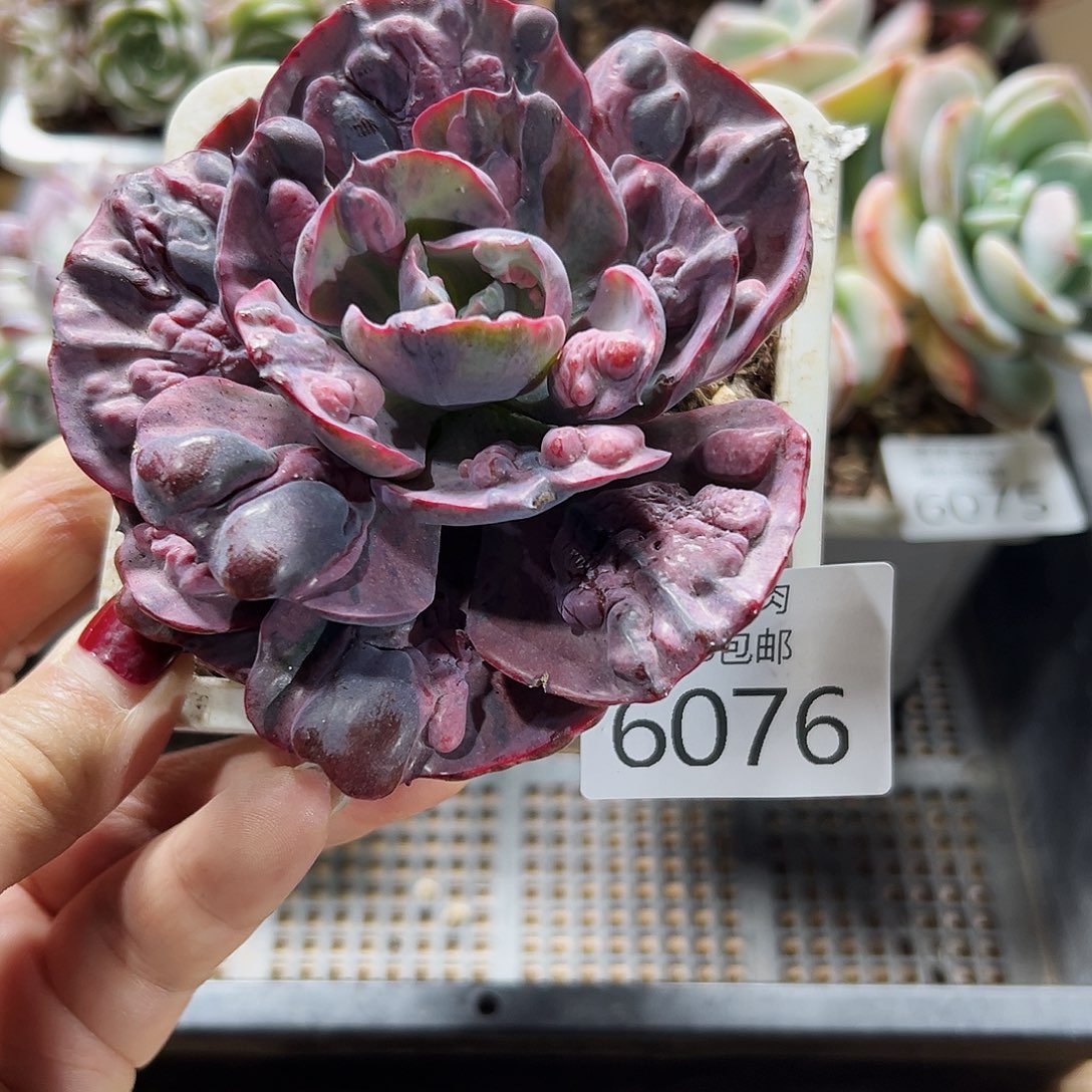 9号我们的确是一个很6076