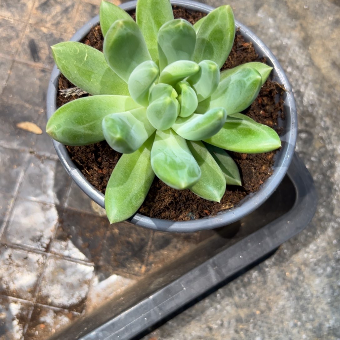 风***华多肉植物多肉植物