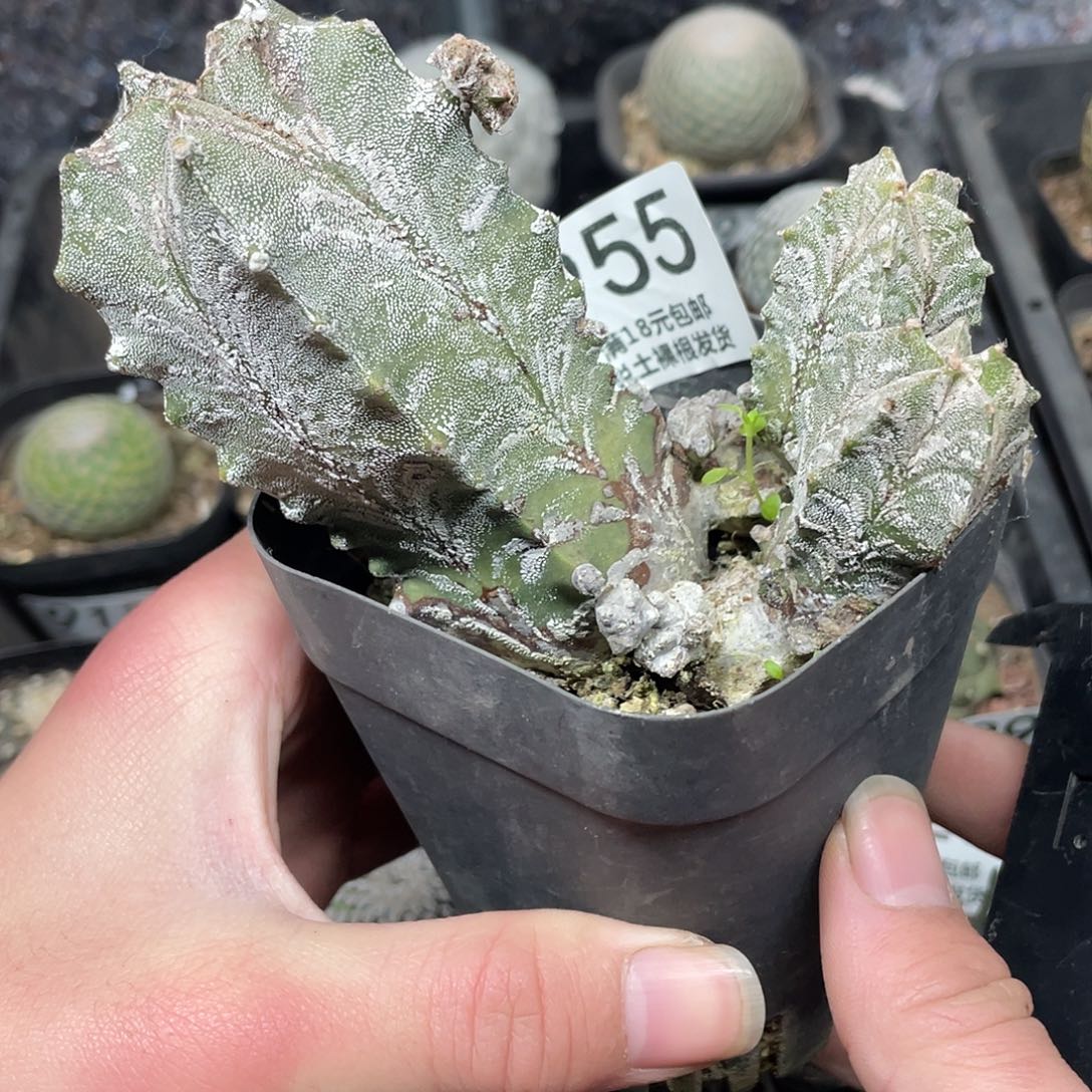 955鸾凤玉石化（满18包邮）