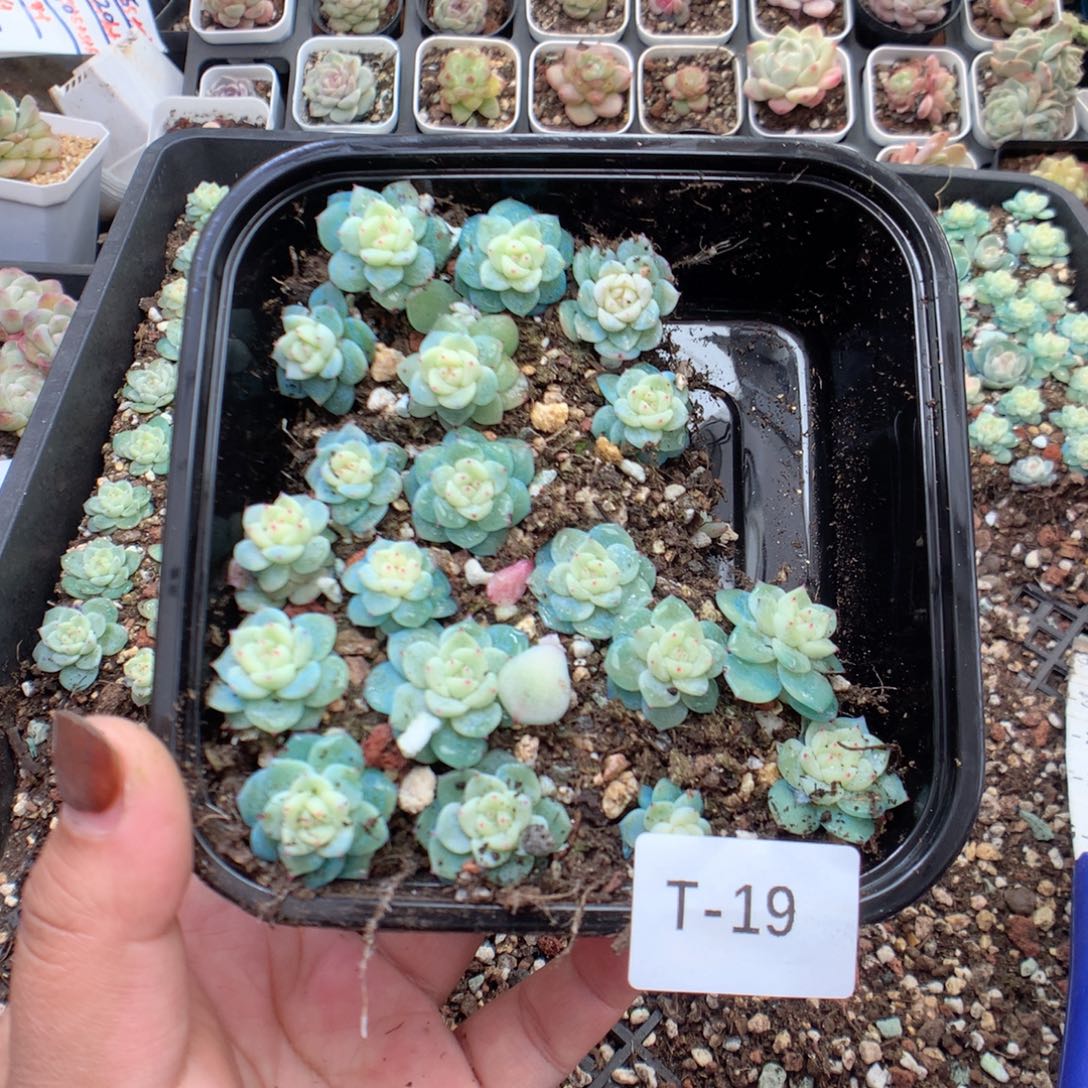 无花朵T19月英语英语