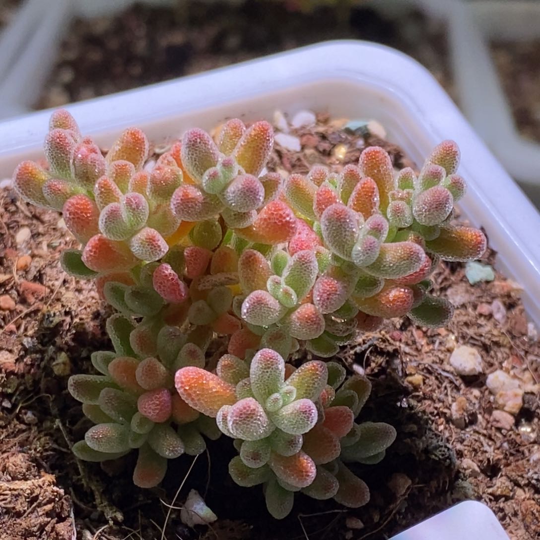 冰晶枝干番杏805