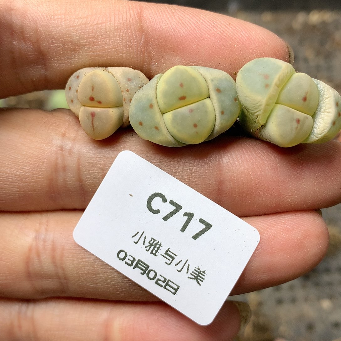 淼*媛C717多肉植物保护