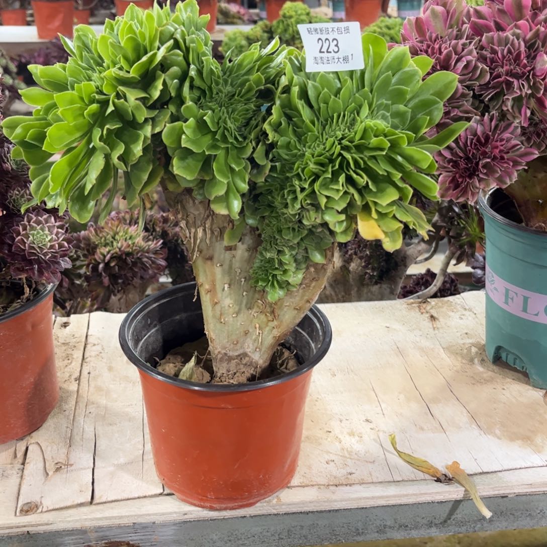 223绿羊绒缀化多肉植物法师