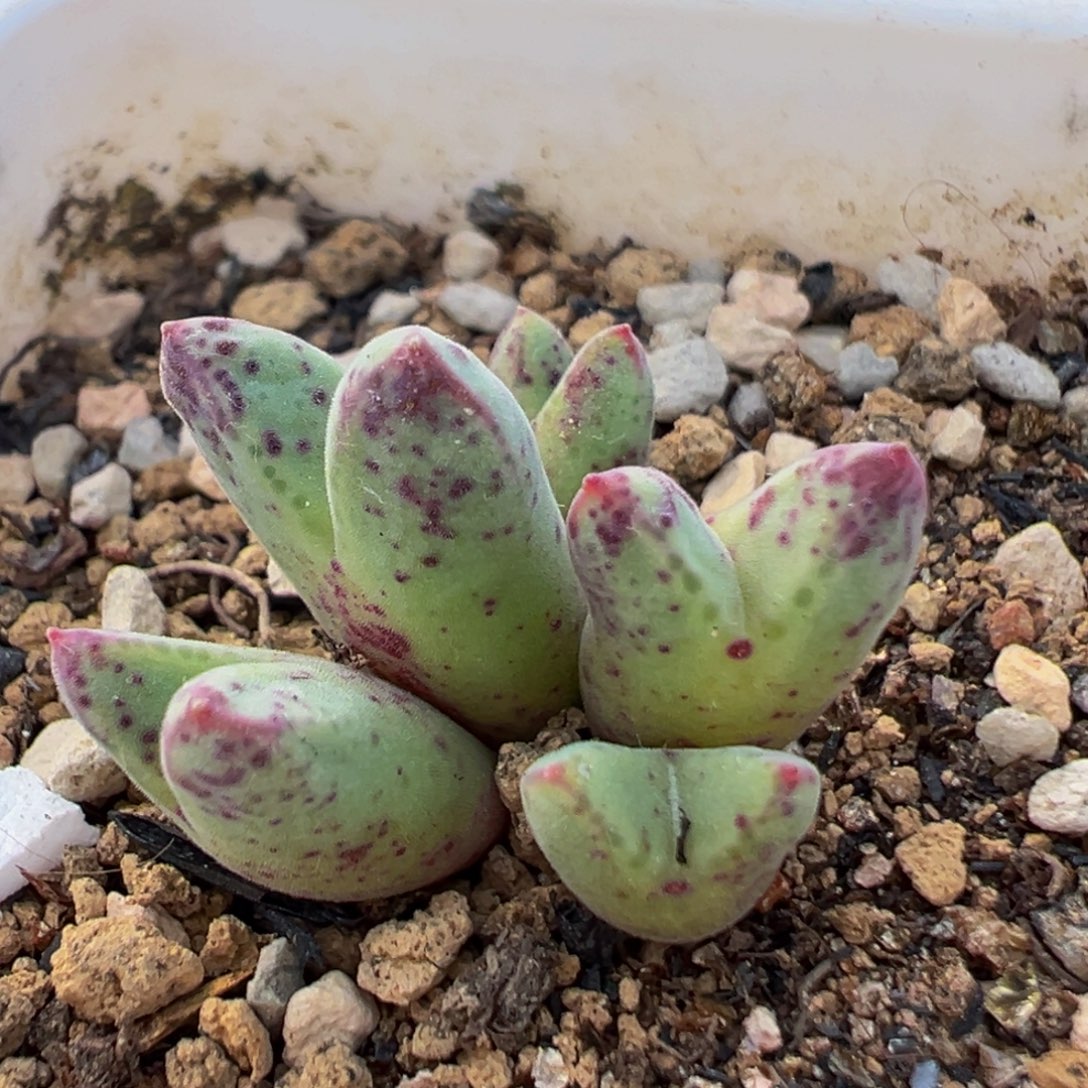 80多肉植物百科植物