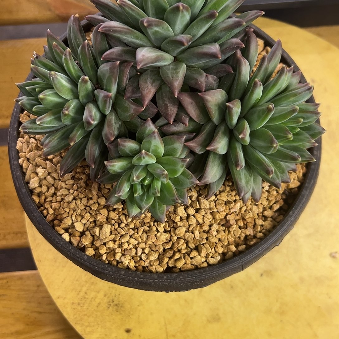 112梵高。 多肉。    