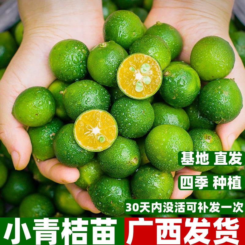 海南小金桔苗小青桔树四季结果嫁接红江橙果苗盆栽地栽植当年结果