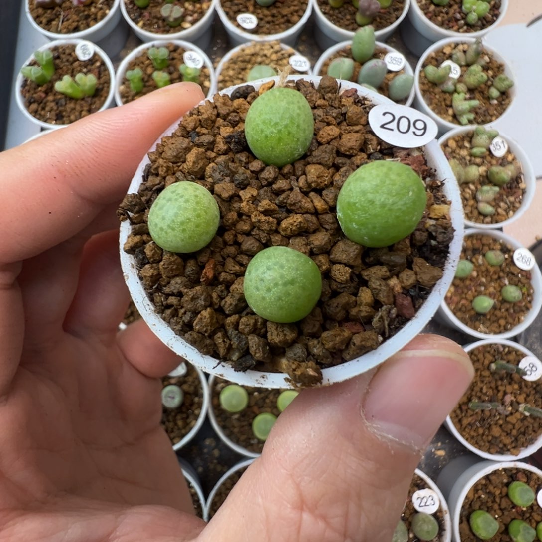 玉米一颗脱土2090000