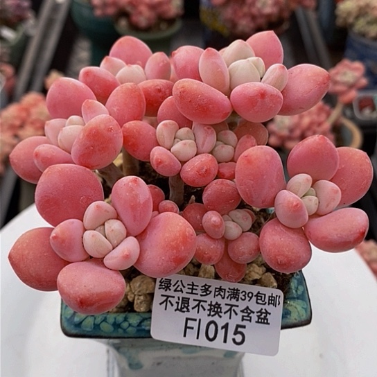 樱花洛神10cm1015多肉植物