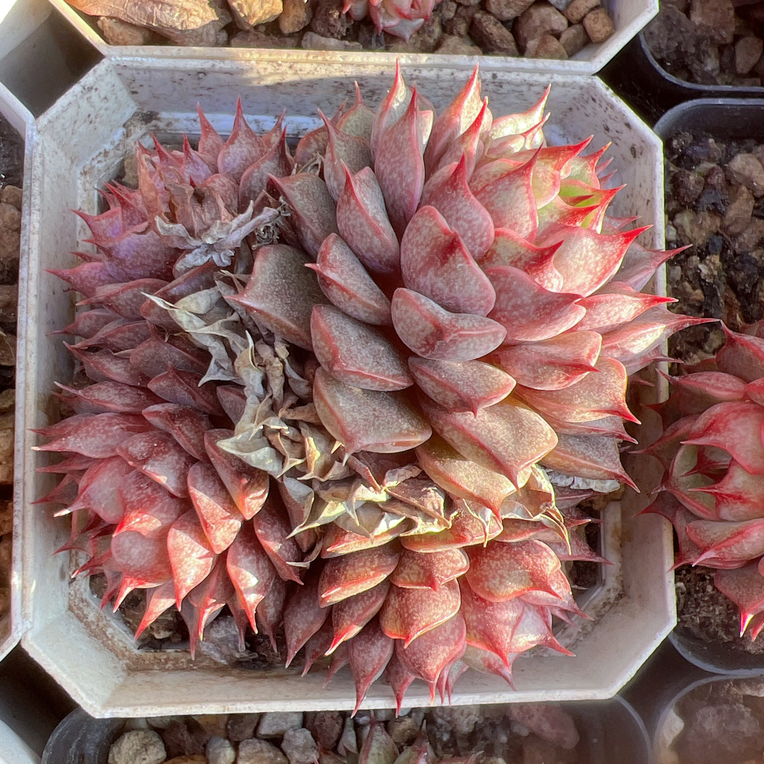 70#苯巴群-脱土发货