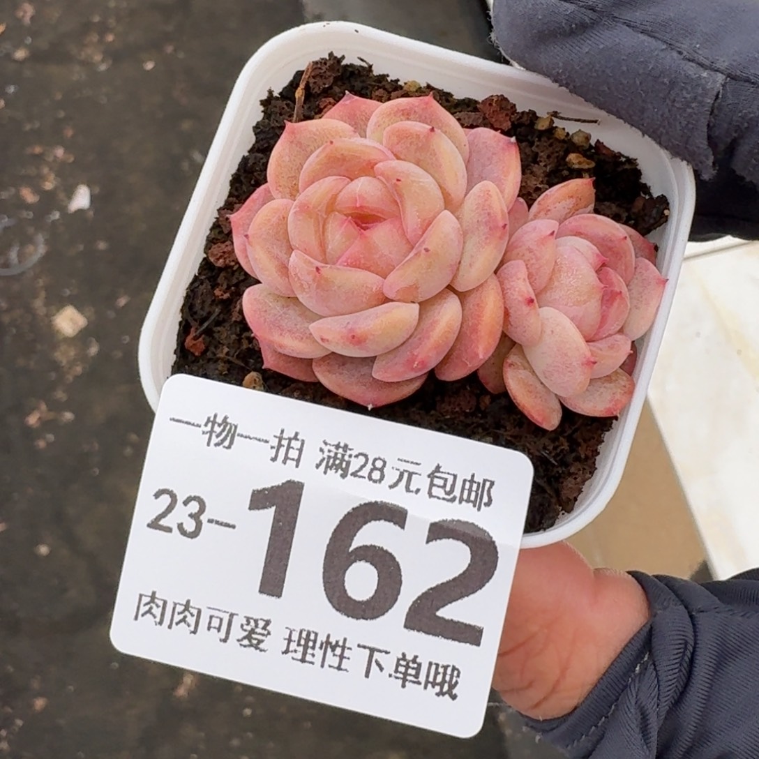 蜜桃甜心无盆土发货