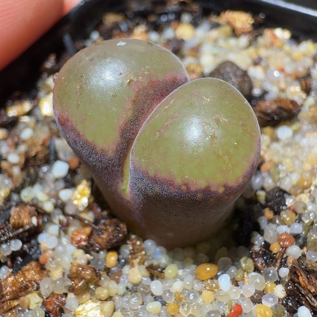 绝绝绝绝子生石花3318
